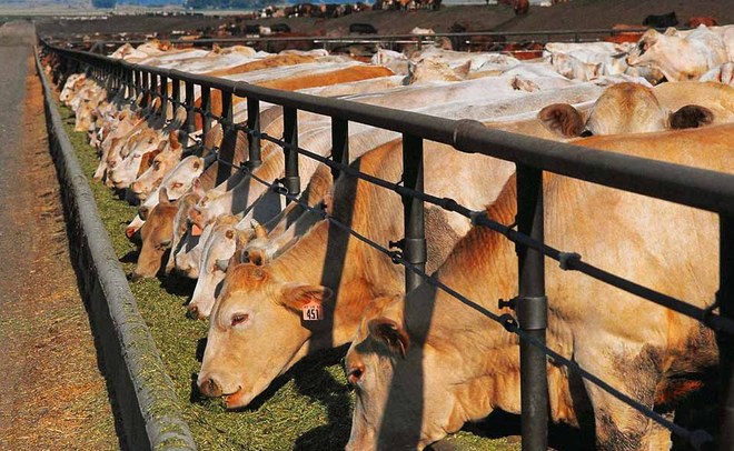 Татарстан получит почти 2 млрд рублей субсидий на развитие животноводства