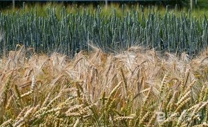 Путин: в России урожай зерновых в 2023 году будет на уровне 137–138 миллионов тонн