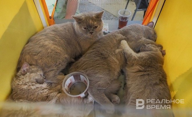 Итальянские производители кормов для животных обсуждают возможность возвращения в Россию