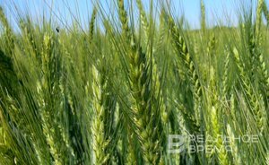 «Перспектив возобновления не существует»: Россия и Китай поставили точку в зерновой сделке