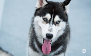 В Казани поступило почти 350 заявок по отлову бездомных собак с начала года