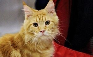 В Татарстане бешеная кошка укусила подростка