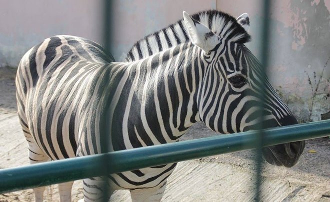 Регионам и Минкультуры РФ поручили продумать поддержку зоопарков