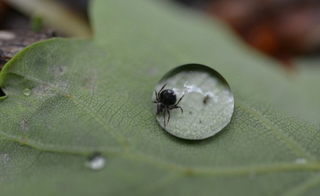 В России выявили первые с начала года случаи заболевания клещевым энцефалитом