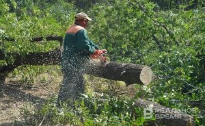 В Казани запретят озеленение саженцами из леса