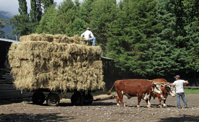 Вузам Татарстана будут выдавать гранты на проведение занятий по сельскому хозяйству