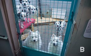 В Казани отловили 4,3 тысячи бездомных собак в 2021 году