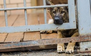 Казань нашла подрядчика на содержание и регулирование численности бездомных собак в 2024 году