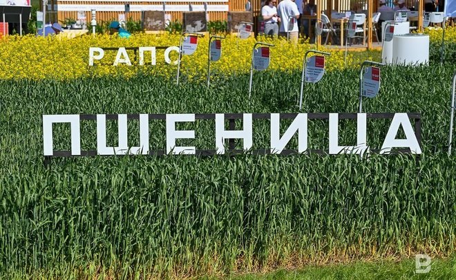 В Татарстане в 2023 году планируют собрать 5 млн тонн зерна