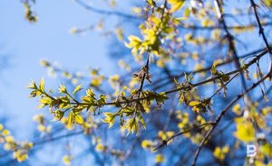 Доцент КФУ рассказал, когда в Татарстан придет лето