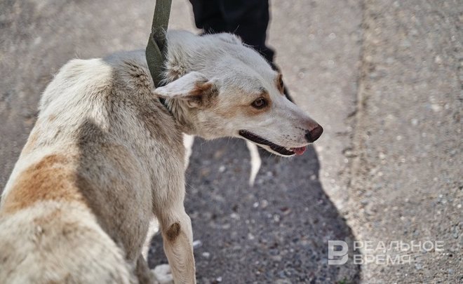 В России предложили штрафовать за пропаганду жестокого обращения с животными