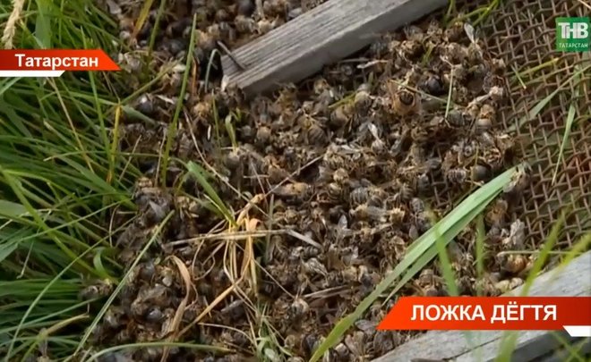 На сходе пчеловодов в Казани обсудили проблемы отрасли — видео