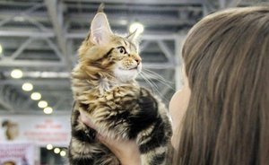 Россиян обяжут маркировать питомцев за свой счет