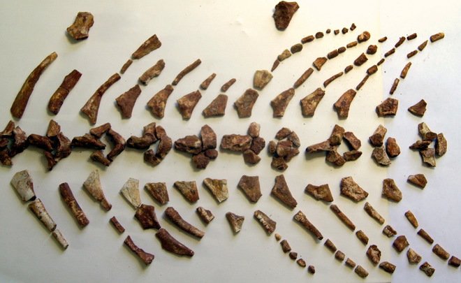 Ученые нашли останки древней амфибии на юго-востоке Самарской области