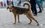 В Нижнекамске прокуратура потребовала от властей решить проблему бездомных собак