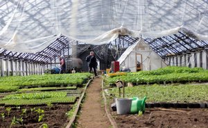 В Татарстане утвердили порядок предоставления субсидий аграриям на производство растениеводческой продукции