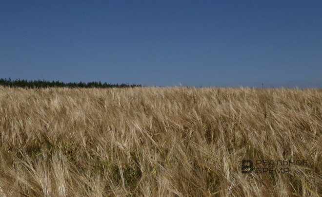 Лидером по урожайности зерновых культур в этом году на территории Татарстана стал Тетюшский район