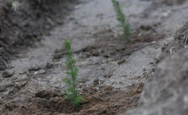 В Татарстане лесокультурный сезон стартует с опозданием на 10 дней