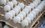 Турецкие предприятия начали поставлять в Россию яйца