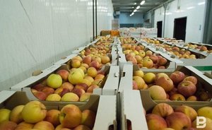 Россельхознадзор запретил поставки томатов и яблок из Азербайджана