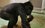 В казанский зоопарк привезли новую гориллу