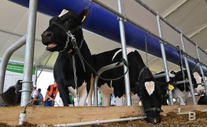 Поголовье крупного рогатого скота в Татарстане продолжает сокращаться