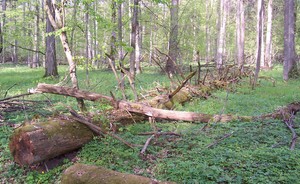 Россиянам разрешат собирать поваленные деревья в личных целях