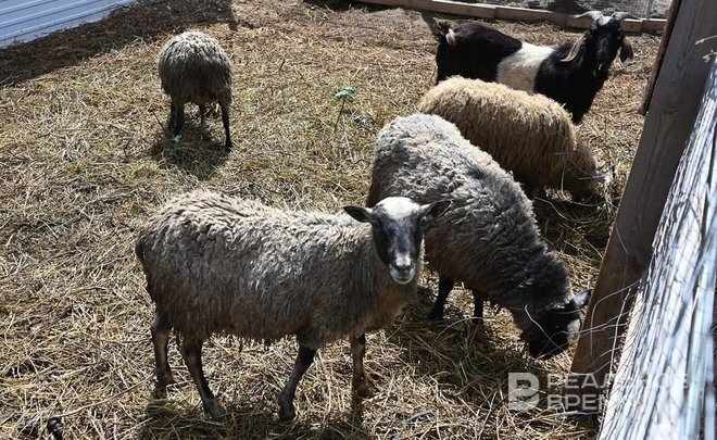 Афганистан даст Татарстану более $2 млн на разведение овец