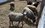 Афганистан даст Татарстану более $2 млн на разведение овец