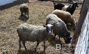 Афганистан даст Татарстану более $2 млн на разведение овец