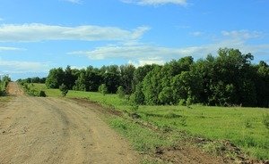 Осенью в Татарстане проведут работы по высадке лесов на площади 2,5 тыс. га