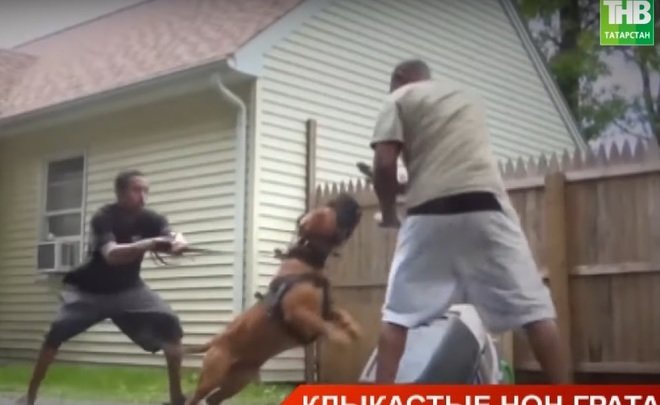 Кинологи Татарстана рассказали об опасных породах собак — видео