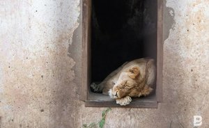 В Челнах прокуратура начала проверку содержания животных в зоопарке «Тулпар»
