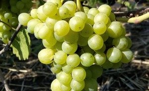 Минниханов продемонстрировал фото винограда из Камского Устья
