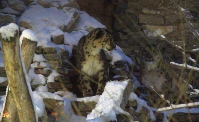 В казанском зоопарке скончался последний снежный барс