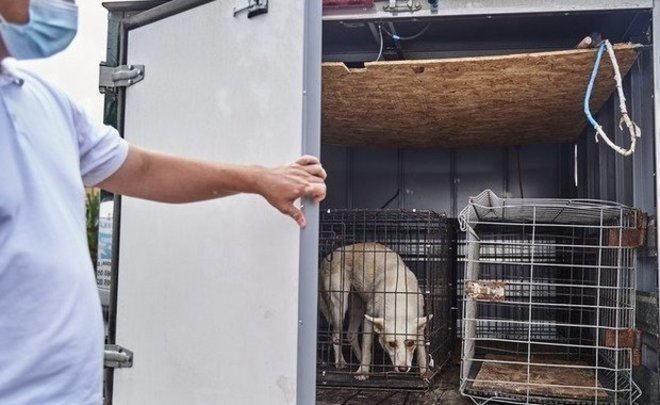 В Татарстане в 2023 году не зарегистрировали случаев бешенства среди животных