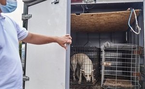 В Татарстане в 2023 году не зарегистрировали случаев бешенства среди животных