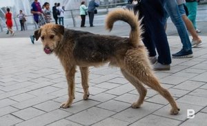 В Татарстане возбудили уголовное дело после нападения бездомных собак на мужчину в селе Шигали