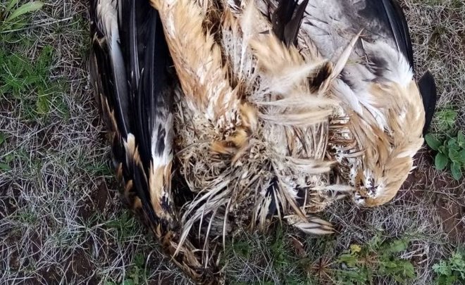 Сотрудника эксплуатирующей ЛЭП организации привлекли к ответственности после гибели краснокнижного орла в РТ