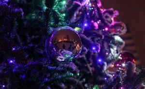 Роскачество дало советы по выбору елки на Новый год