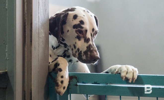 Норму об обязательной передаче бездомных животных в приюты сохранят в законе