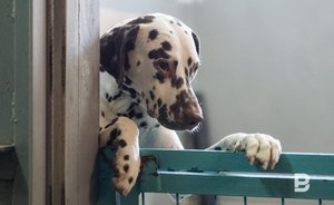 Норму об обязательной передаче бездомных животных в приюты сохранят в законе