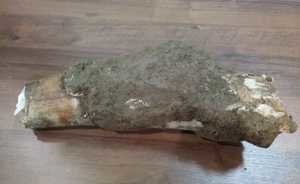 В Башкирии экскаваторщик нашел бивень мамонта при укладке водопровода
