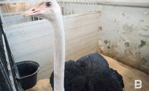 В Татарстане проверяют сообщения о нападении сотрудников цирка на журналиста