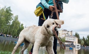 Кинолог рассказал об уходе за лапами собак в зимний период