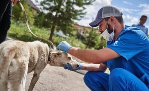 Мобильный пункт вакцинации и стерилизации собак приедет сегодня в Приволжский район Казани