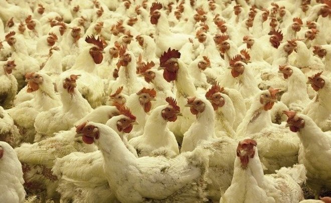 В одной из деревень Буинского района Татарстана ввели карантин из-за птичьего гриппа