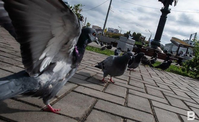 Профессор КФУ рассказал, стало ли в Казани меньше голубей