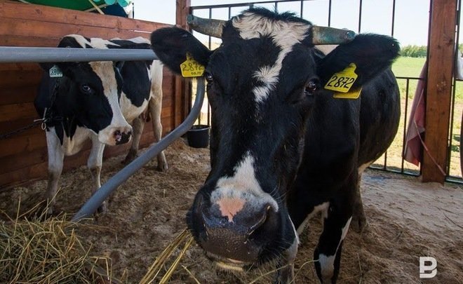 Россельхознадзор снял запрет на поставки рогатого скота из ЕС
