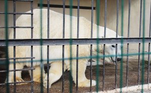 Старая территория казанского зооботсада откроется в эту пятницу